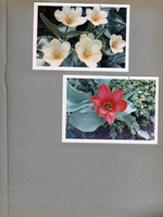 6122 yard - tulips