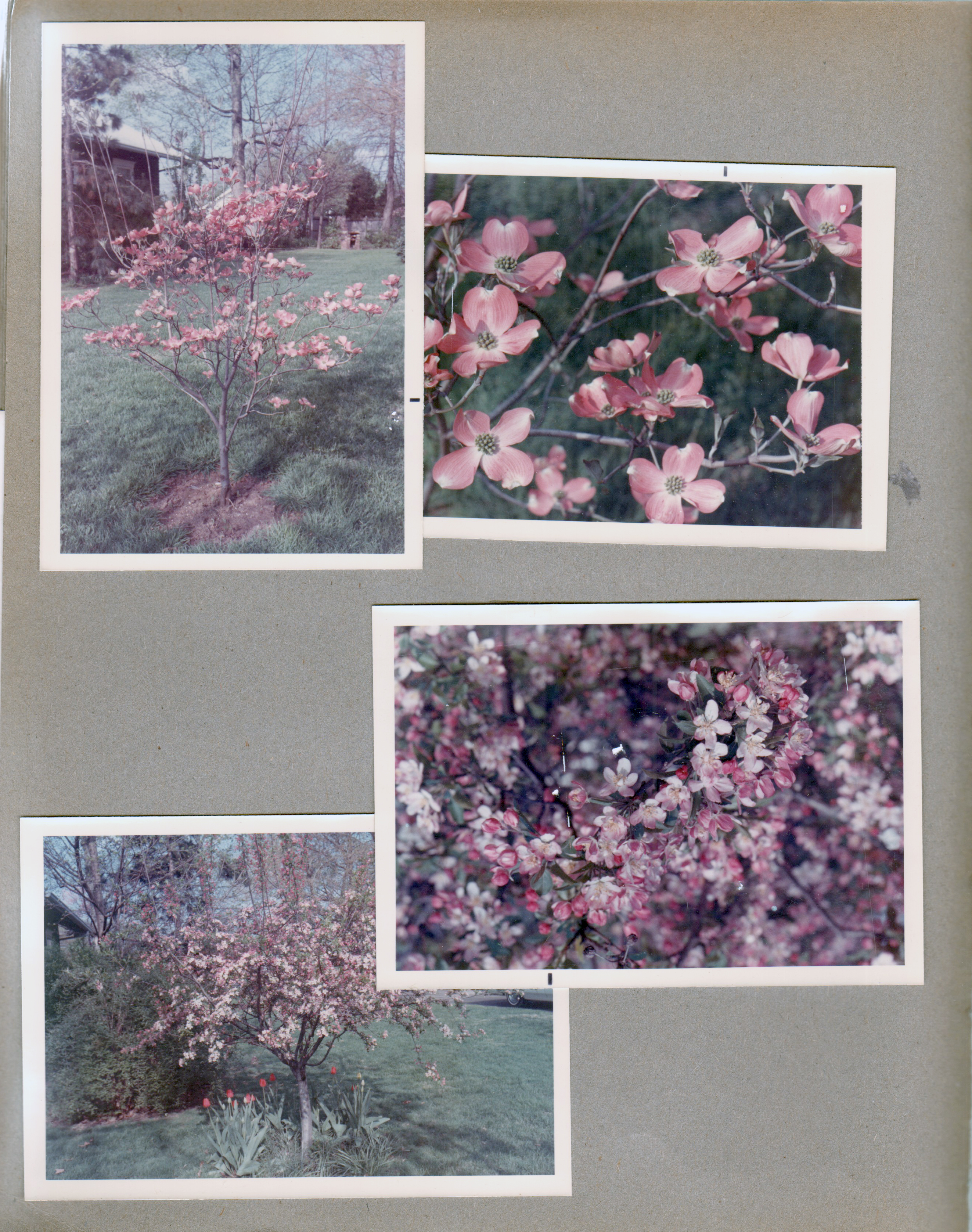 6122 yard - dogwood tree