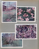 6122 yard - dogwood tree