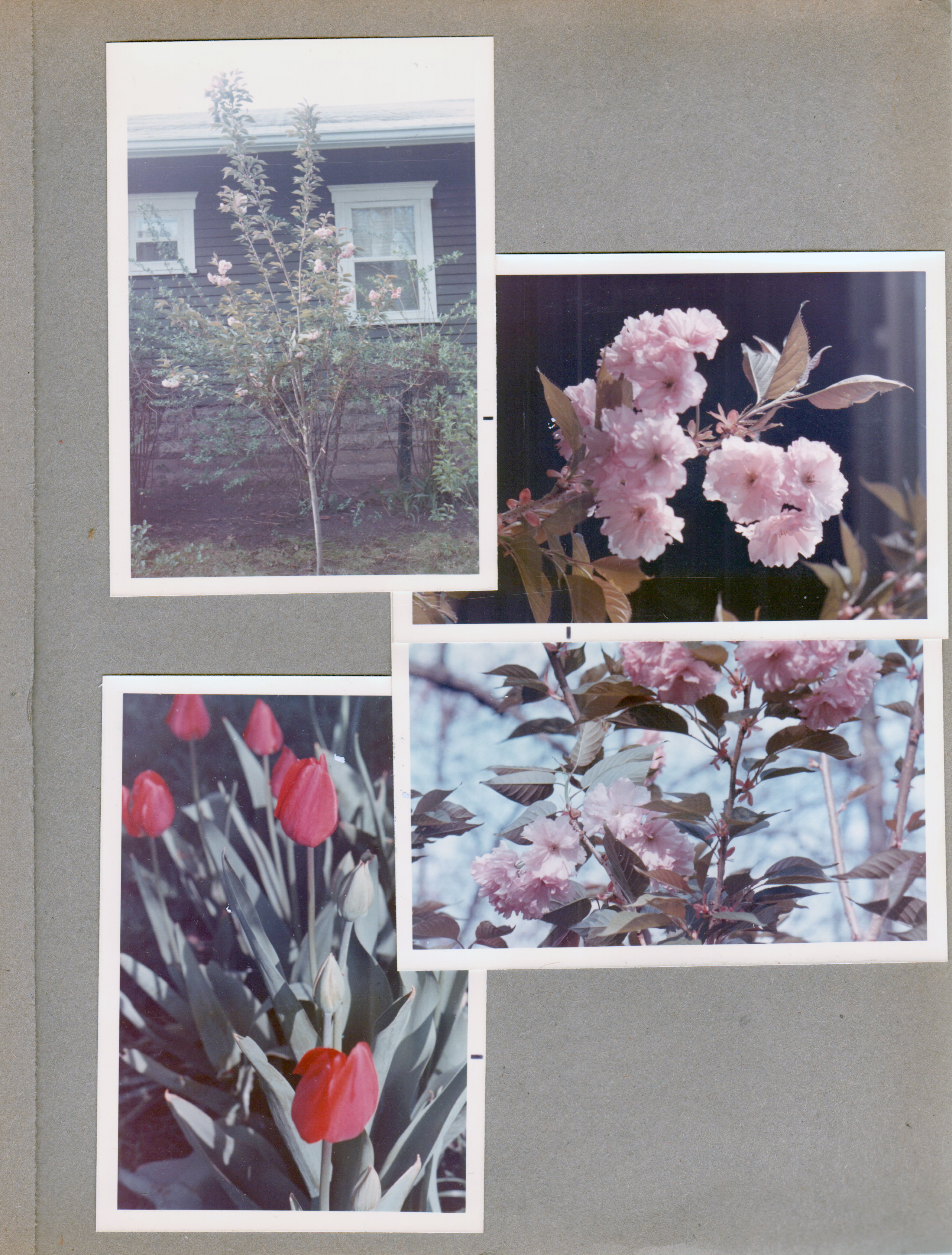 6122 yard - crab apple tree?  Tulips