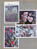 6122 yard - crab apple tree?  Tulips