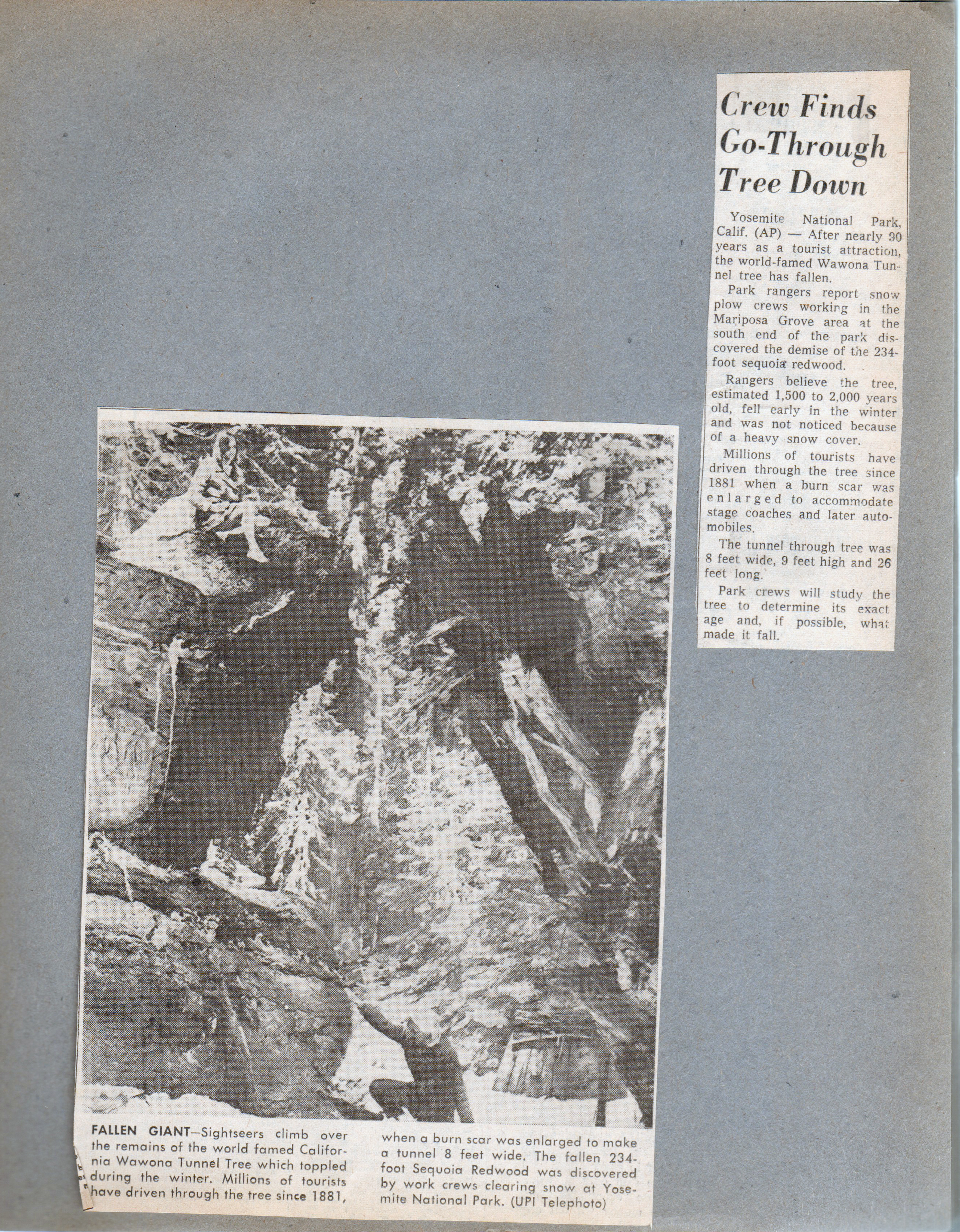 newspaper clipping - California tunnel tree toppled. 