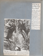 newspaper clipping - California tunnel tree toppled. 