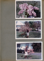 6122 yard -  lilacs. Dogwood and Rosemary and Shakespeare.