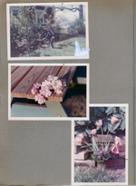 6122 yard - A;an filling bird bath. Flowers 