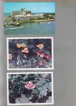 postcard The Diplomat Hollywood-by-the-Sea from Helen. 6122 yard - poppies.