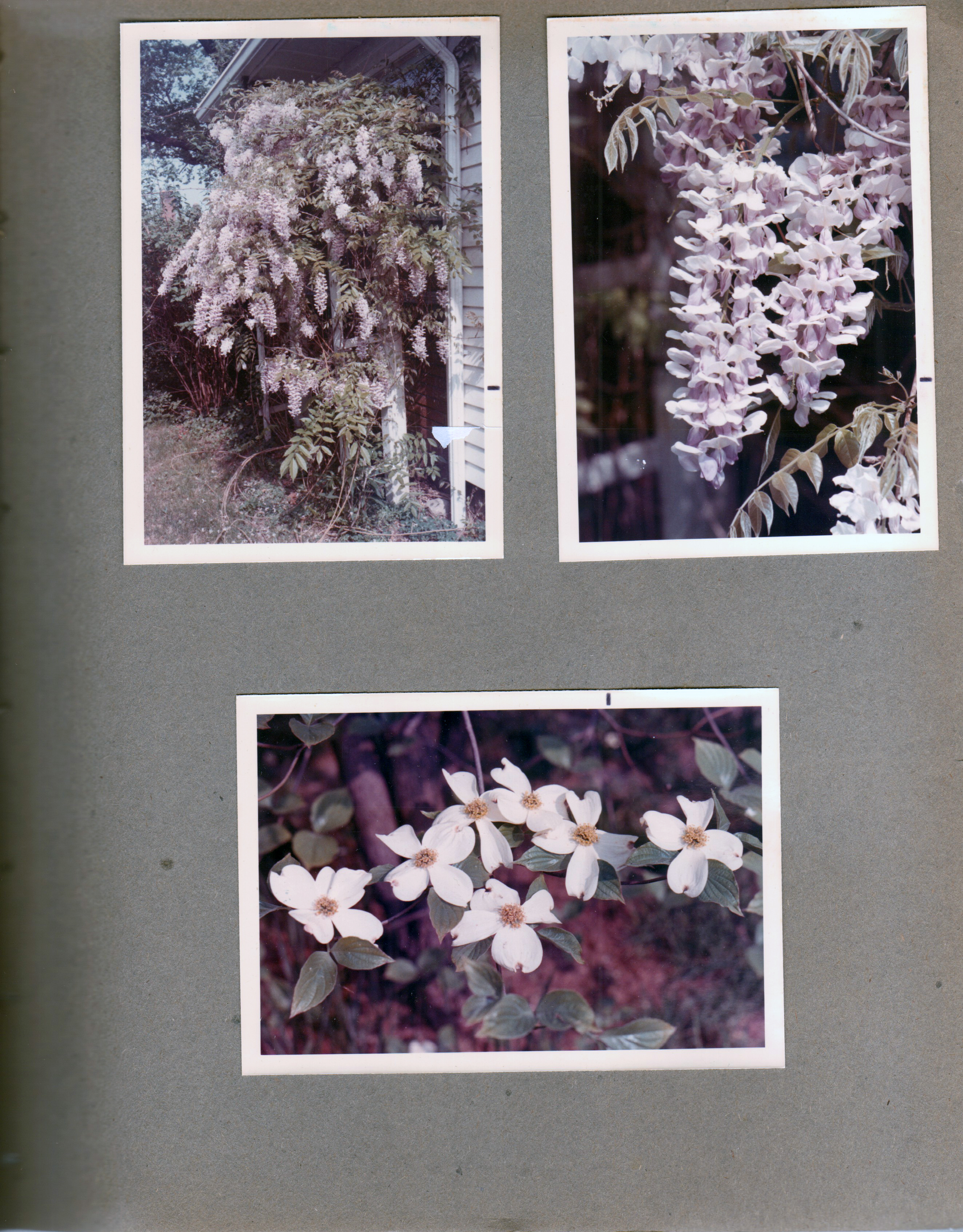 Lilacs - maybe at 3845 Capitol.