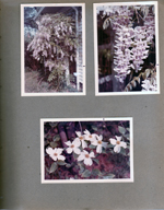 Lilacs - maybe at 3845 Capitol.