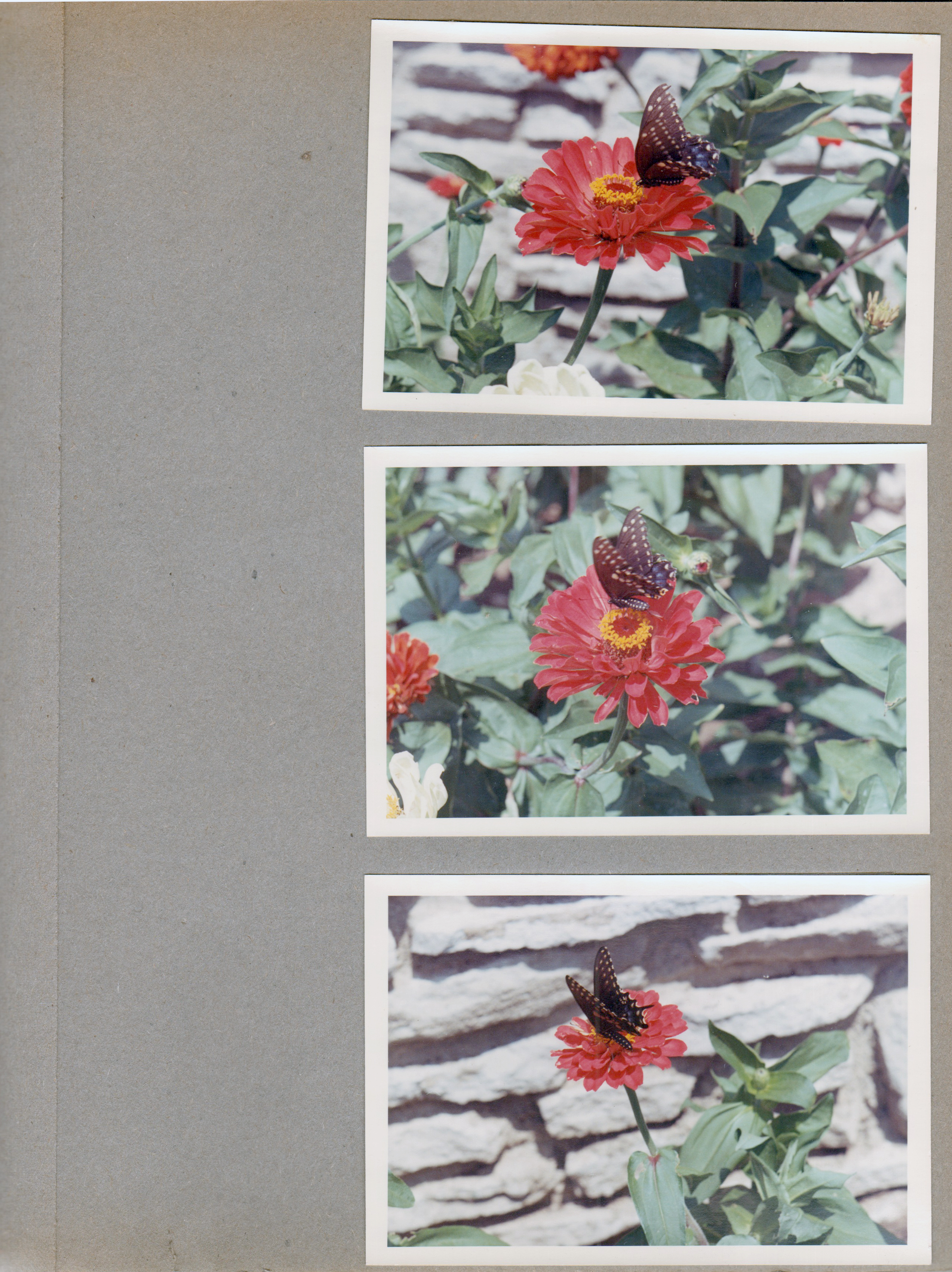 Bedford - Draper Reunion - Otis Park - Butterfly on flower