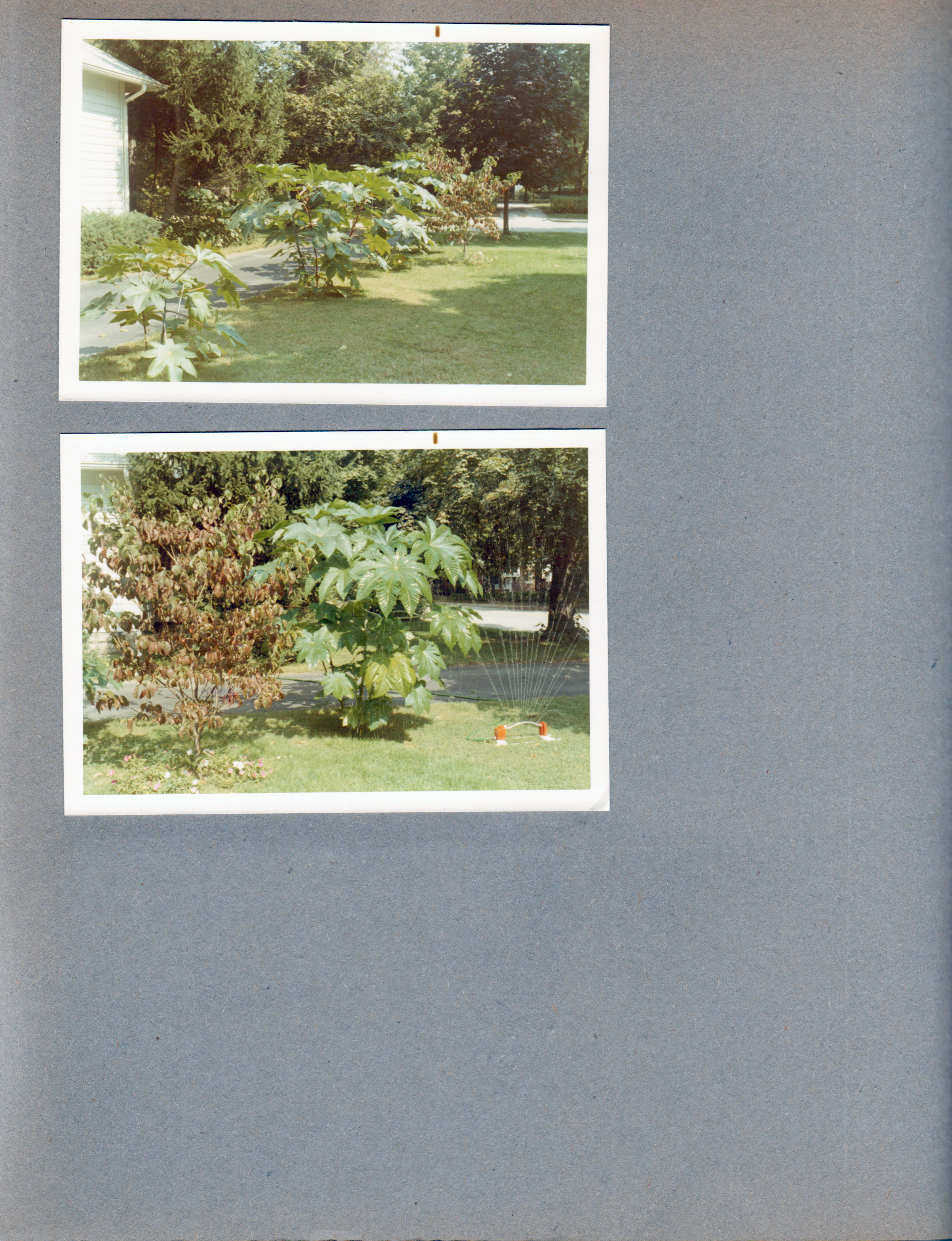 6122 yard - castor beans
