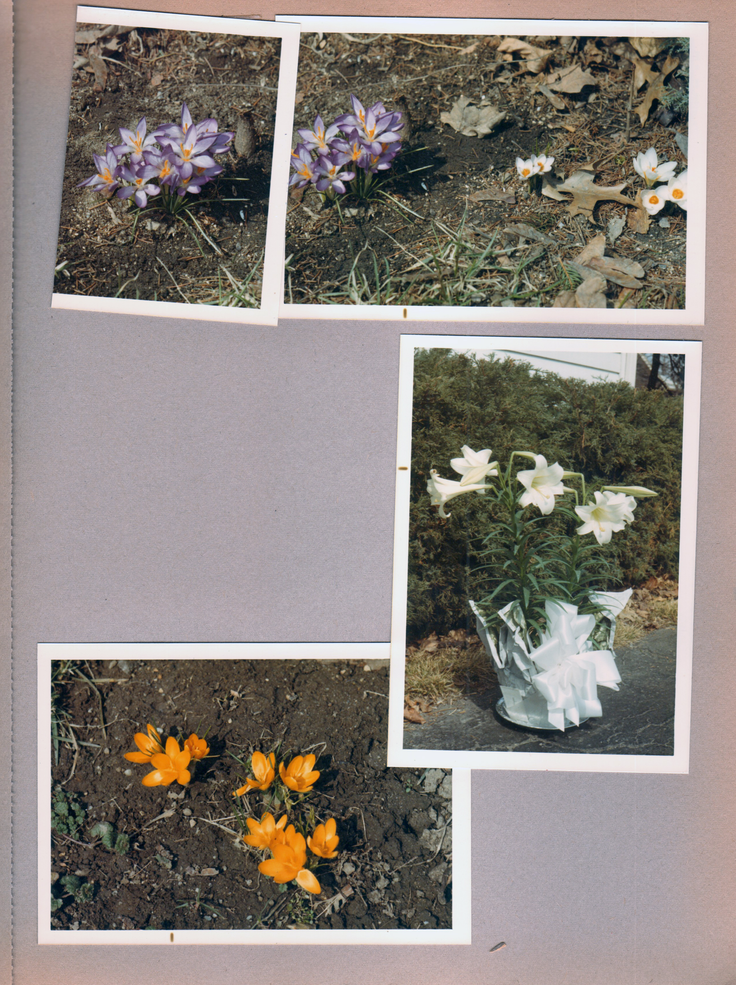 6122 yard - crocus, Easter lilies in driveway