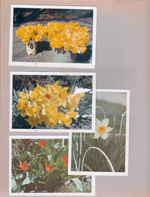 6122 yard - daffodils, tulips
