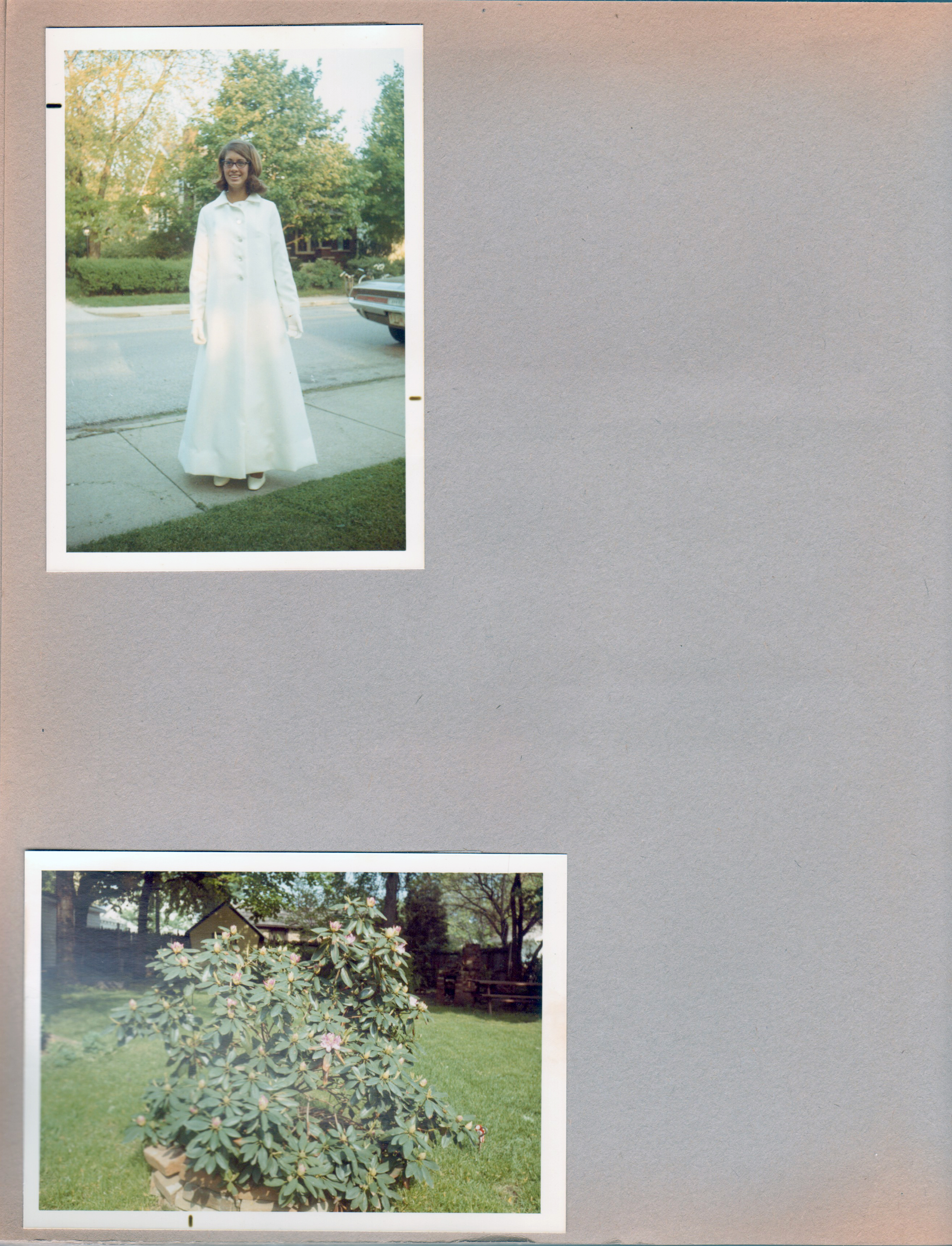 6122 yard - Susan prom. Rhododendron