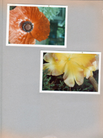 poppies