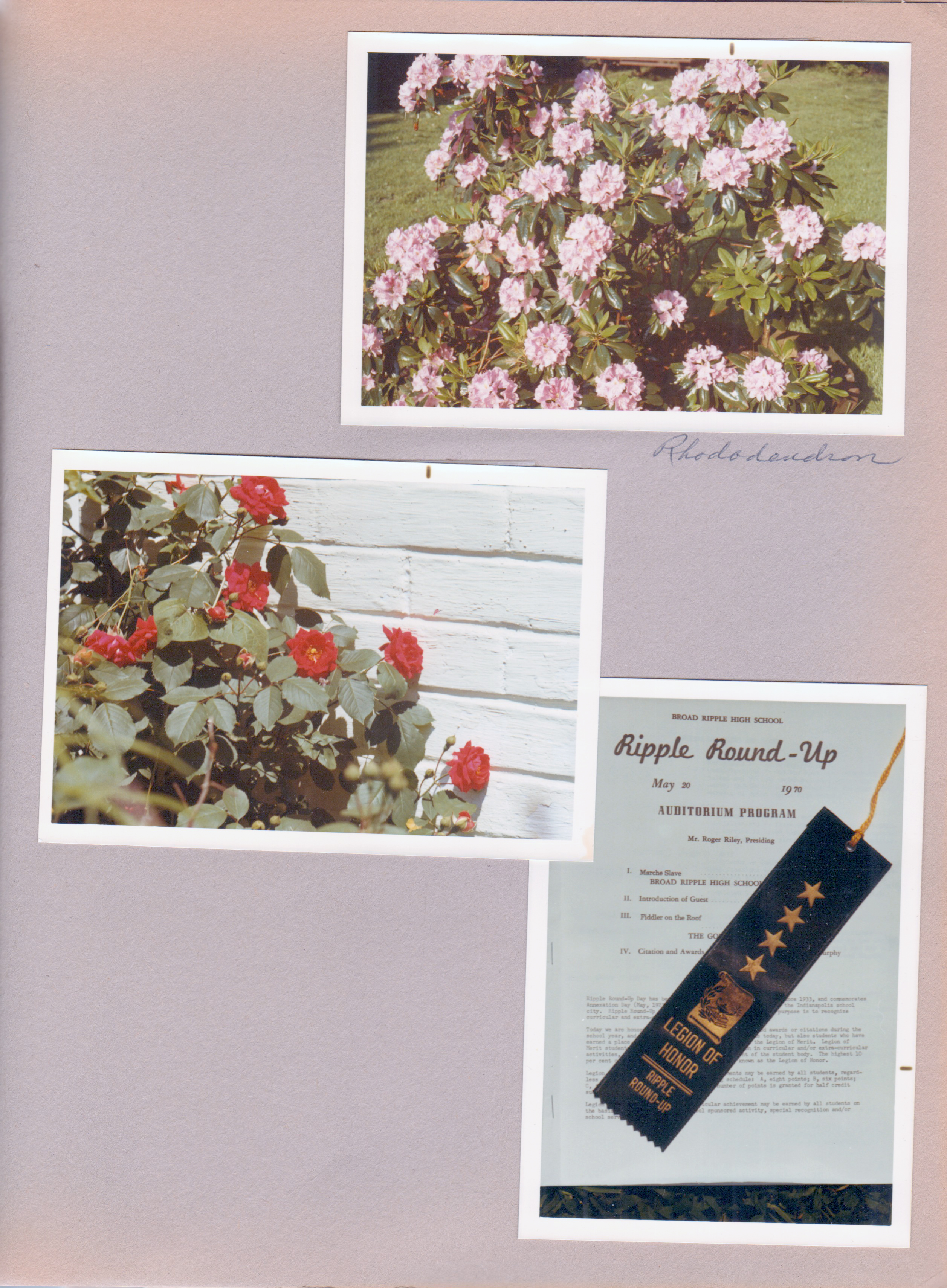 6122 yard - Rhododendron. Roses. Ripple Round Up Legion of Honor for Susan.