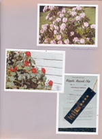 6122 yard - Rhododendron. Roses. Ripple Round Up Legion of Honor for Susan.