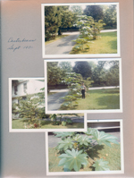 6122 yard - Castor beans - Alan