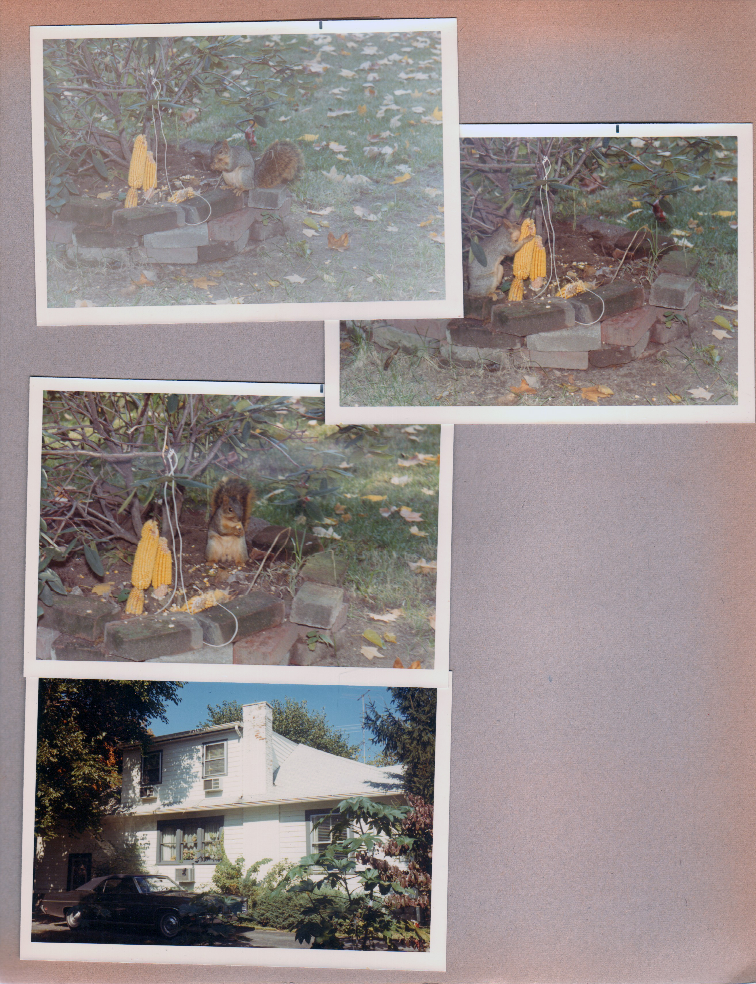 6122 yard - squirrel eating corn. House and Galaxie 500 XL.