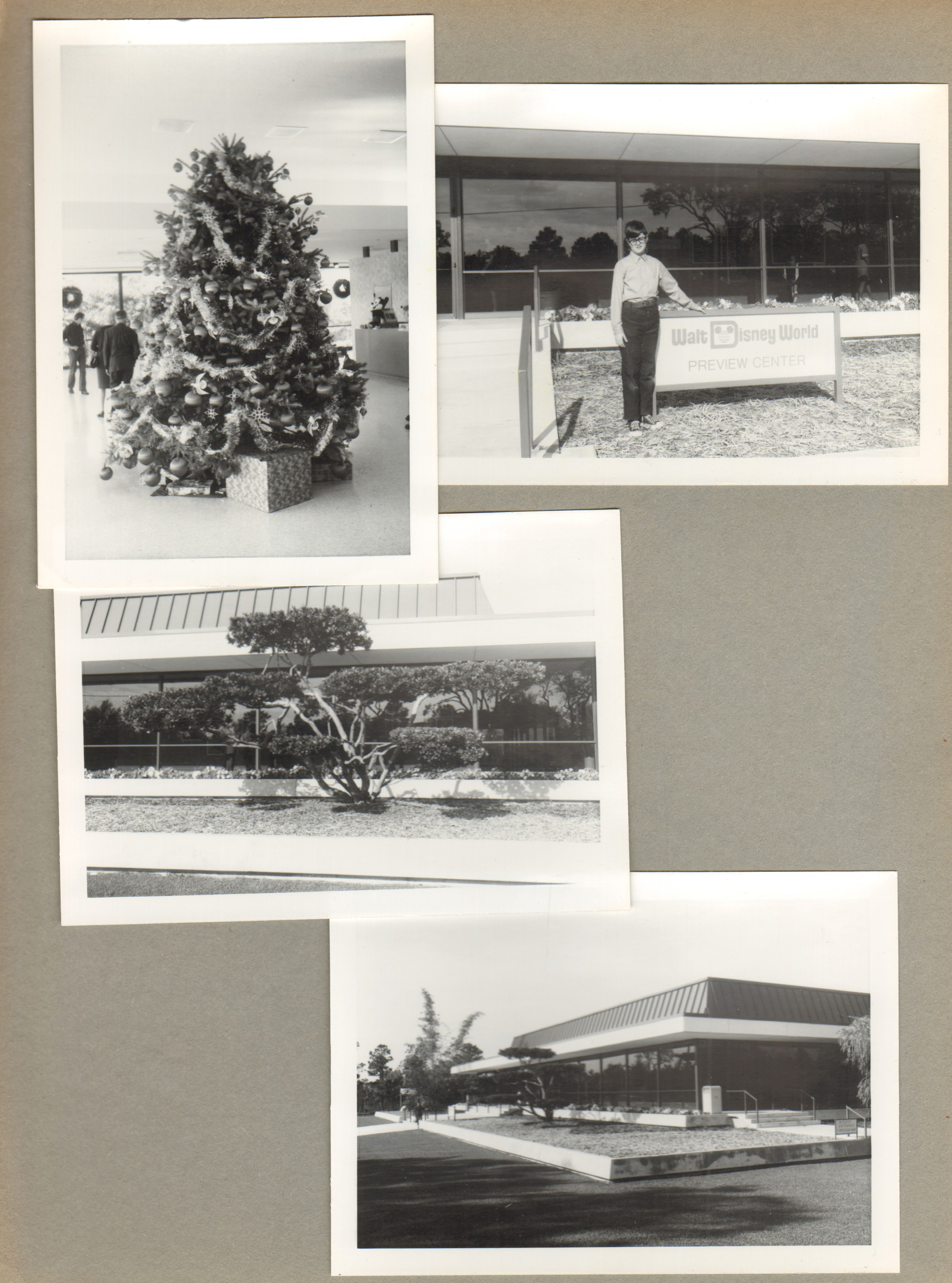 Walt Disney World Preview Center - Christmas tree. Alan by sign. Bonsai tree in front. (1910 Hotel Plaza Blvd.)
