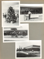 Walt Disney World Preview Center - Christmas tree. Alan by sign. Bonsai tree in front. (1910 Hotel Plaza Blvd.)