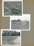B&W animals - zoo?